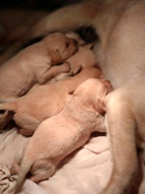 Cachorros labradores dorados