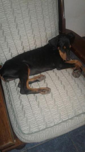 Vendo cachorra Doberman