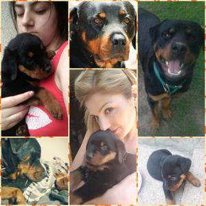 Vendo cachorros Rottweiler