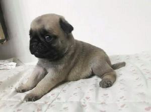 pug carlino !!