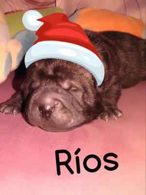 Cachorros Shar Pei