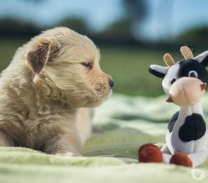 GOLDEN RETRIEVER CACHORROS