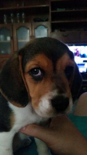 Beagle tricolor hembra