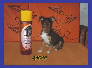 PINSCHER MINIATURA CHOCOLATE!! ACEPTO TARJETAS/ENVIOS