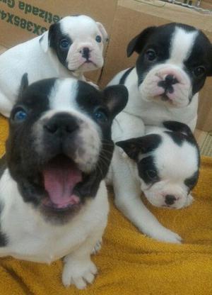 divinos bulldog frances vaquitas machitos con papeles