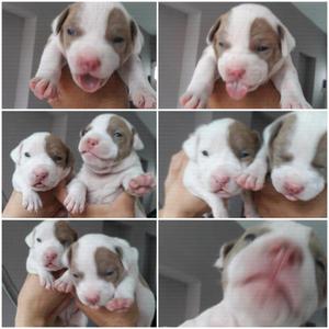 Cachorros Pitt hermosos!!