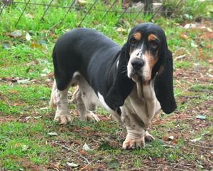 BASSET HOUND MACHO