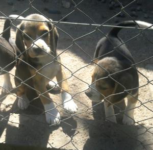 Beagles cachorros machitos