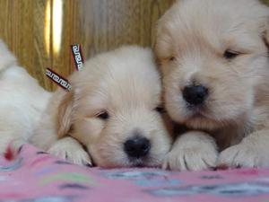 CACHORROS GOLDEN RETRIEVERS