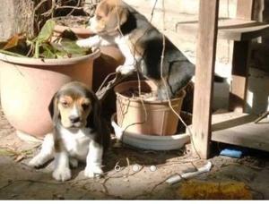 Cachorros beagle familia