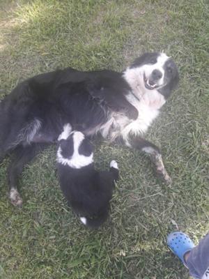 Cachorros border collies