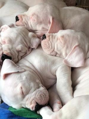 Cachorros dogo argentino