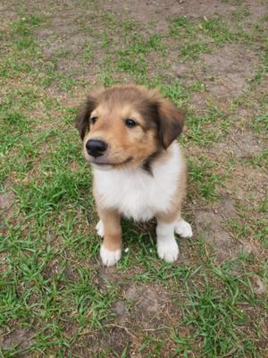 Cachorros rough collie