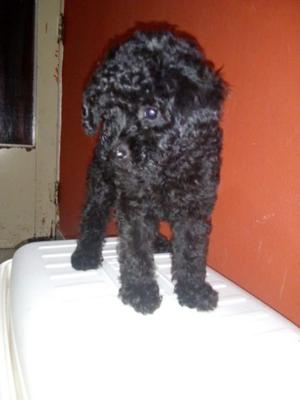 Caniche toy negro