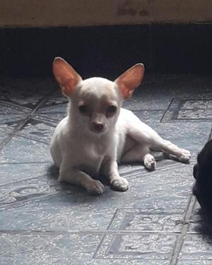 Chihuahua de bolsillo. Hembra 7 meses