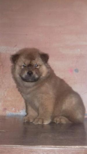 Chow chow machito