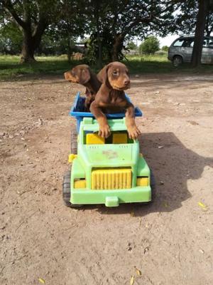 Dobermann cachorros, excelentes doberman