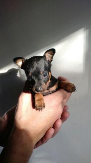 Pinscher mini, negros y dorados, machos y hembras, sin