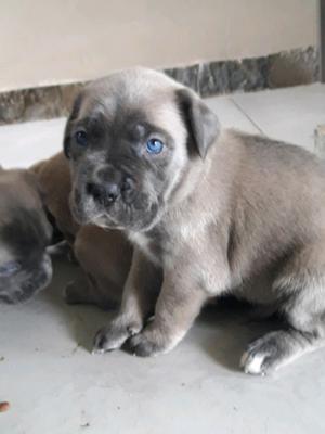 Preciosos cachorros Cane Corso!