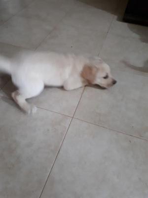 VENDO CACHORRO LABRADOR