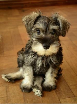 VENDO CACHORROS SCHNAUZER SAL Y PIMIENTA. CON PAPELES.