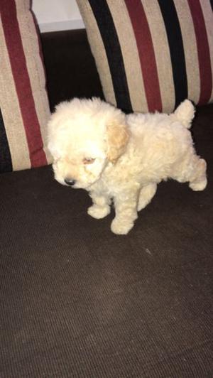 Vendo Caniche última!!!!