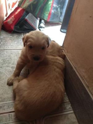 Vendo Golden retriever