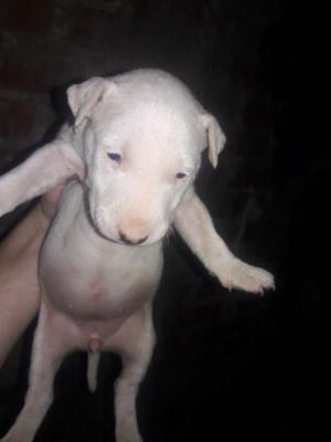 Vendo cachorros bull terrier