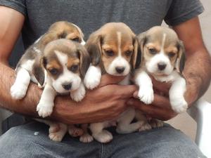 cachrros beagles tricolor