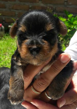 vendo cachorros yorkshires