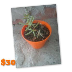 Cactus, suculentas y otras plantas