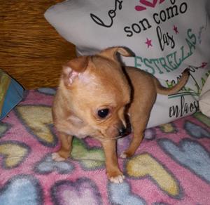 Chihuahua mini color caramelo