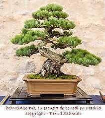curso de bonsai y kokedamas
