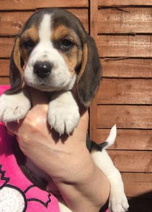 Beagles cachorritos tricolor y bicolor 15-3512-6152