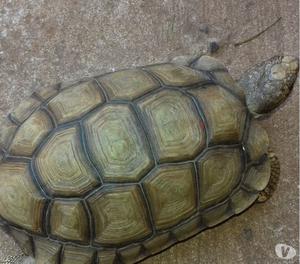 tortuga de tierra