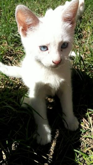 3 Gatitos blancos ojos celestes
