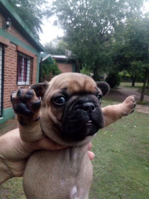 BULLDOG FRANCES hermosos cachorros