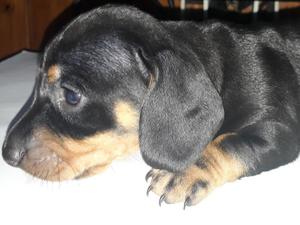 Bellos Cachorros Dachshund. Primer camada. unicos 3.