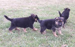 Cachorras Ovejero Alemán (reserva)