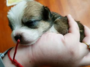 Cachorrito cruza shih tzu y yorki. Mini