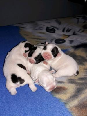 Cachorritos bulldog francés (FCA)