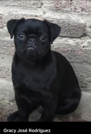 Cachorro Pug 5 meses Excelente Negro azabache