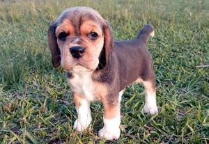 Cachorros Beagle con pedigree de FCA