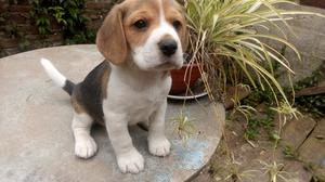 Cachorros Beagles tricolor