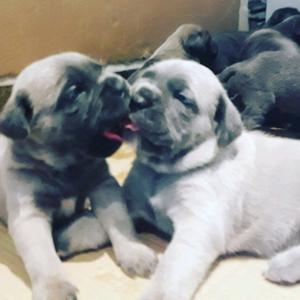 Cachorros Cane Corso