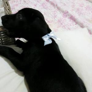 Cachorros Labradores Retriever en Venta