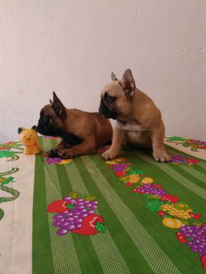 Cachorros bulldog francés hembras