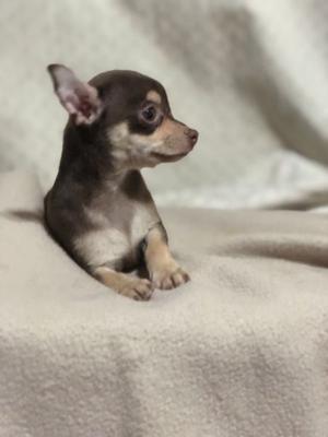 Cachorros chihuahuas desde 6 mil