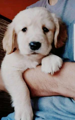 Cachorros golden retriever.