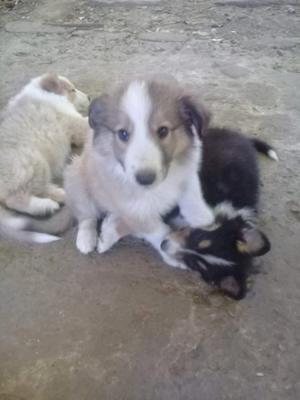 Collie cachorros 60 dias